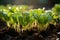 Young green lettuce growing in the soil. Selective focus and shallow depth of field.