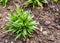 The young green lily plant grows against the background