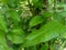 Young green mahogany leaves in the nature background