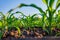 Young green maize corn in the agricultural cornfield wets with dew in the morning