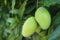 Young green mango growing in tree