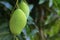 Young green mango growing in tree