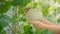 Young green melon or cantaloupe growing on hand farmer in the greenhouse