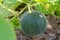 Young green melon under the leaves