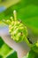 Young green Morinda citrifolia fruit on tree, also known as great morinda, Indian mulberry, noni, beach mulberry, and cheese