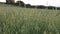 Young green oats grow in farmers field