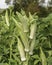 Young Green Okra Plant Abelmoschus esculentus