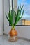 Young, green onion shoots grow at home, on the windowsill