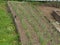 Young green onions grow in the garden in sprin