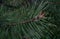 Young green pine cones. Small details close-up. Spring, green needles and seeds.Coniferous trees in spring