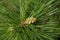 Young green pine male cones among the very long needles of Calabrian or Turkish Pine Pinus brutia.  Landscape