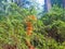 Young , green pine saplings in the Carpathian mountains