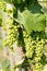 Young green Pinot Noir grapes on a grapevine in a Swiss vineyard growing fast