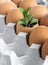 Young green plant grow in eggshell