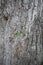 A young green plant growing on a big tree