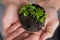 Young green plant in hands. Small Plant with leaves in soil in hands. New life concept. Care and protection concept.