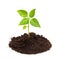 Young green plant isolated on a white background