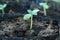 Young green plant. New hope and New life concept. Baby young green sunflower plant growth with copy space for your text message or