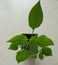 Young green plant peppers on white background