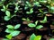 Young Green Plants sprouting