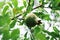 Young green pomegranate grows on a tree. harvest ripening, Ripening pomegranate