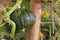 Young green pumpkin hanging in garden