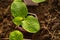 Young green pumpkin plant that grows in a pot. The view from the top. copy space