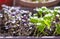 Young green and purple Basil grows on the windowsill