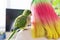 Young green quaker parrot sitting on the shoulder of the girl owner