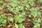 Young green radish plants