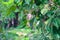 Young green rambutan on the fruit tree tropical