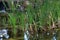 Young green reeds grow on the lake