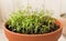 Young green rosemary in a terracotta pot on the windowsill