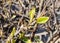 Young green shoots on bush, fresh leaves appear in spring. A branch of bush with young foliage