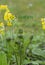 Young green shoots of ferns Polypodiophyta. Plants in nature. Spring season. New life. Green curls. Close up. Blurred