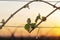 Young, green shoots on a grape Bush. Viticulture-grape flowers on the background of the sunset.
