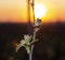 Young, green shoots on a grape Bush. Viticulture-grape flowers on the background of the sunset.