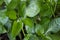 Young green shoots of seedlings of bell pepper. Seedlings of bell pepper, closeup of a young foliage of pepper, fresh spring