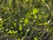 Young green spring leaves of a cornus plant