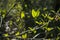 Young green spring leaves of a cornus plant