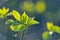 Young green spring leaves of a cornus plant