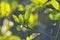 Young green spring leaves of a cornus plant