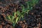 Young green spring pea plants, latin name Pisum Sativum, in cultivated seed bed