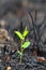 Young green sprout after fire.