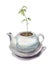 Young green sprout growing in classia round teapot