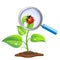 Young green sprout with ladybug and magnifier