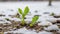 A young green sprout marks the end of winter and the start of spring by sprouting from the snow-covered frozen ground