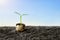 Young green sprout in a quail eggshell close-up on a fertile black earth soil against the blue sky