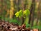 Young green sprout of a tree growing on forest background