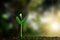 Young green sprout with water drop growing out from soil on blurred green nature with soft sunlight background